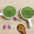 Wholesale bulk wheat grass powder